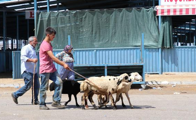 Kurban satıcıları: Denizli horozu kurbanlıktan pahalı hale geldi