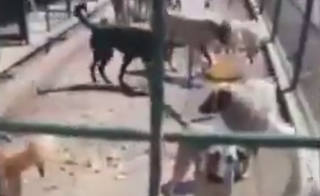 Hayvanlar belediye barınaklarında 10 gün boyunca ‘aç susuz’ bırakıldı!