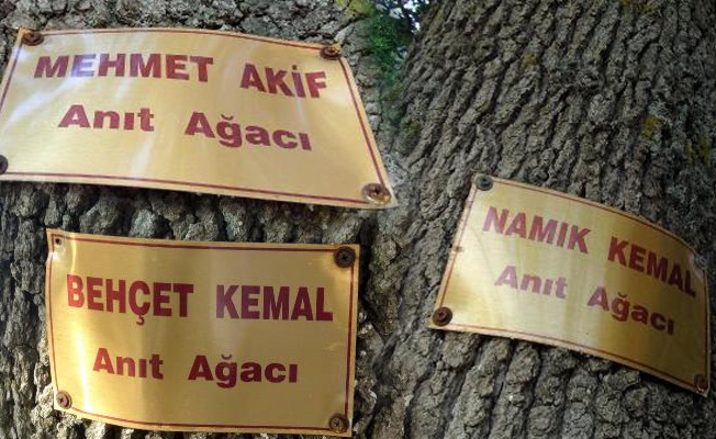 Şair ve yazarların adını anıt ağaçlarda yaşatıyor