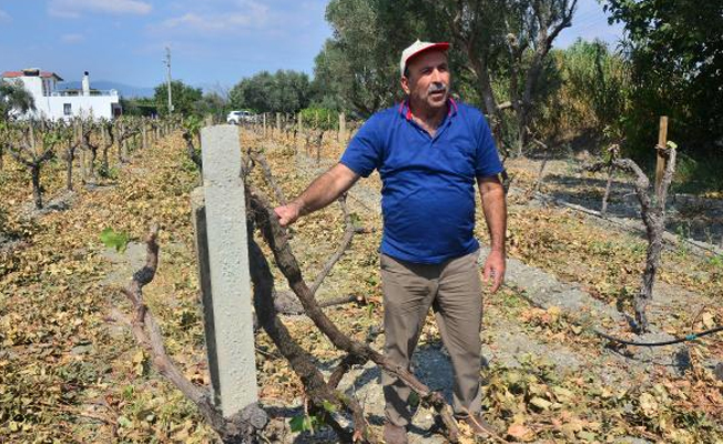 Üzüm fiyatlarının düşmesine üreticiler isyan etti
