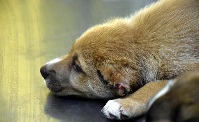 Asker, yavru köpeklere işkence ederek ölüme terk etti!
