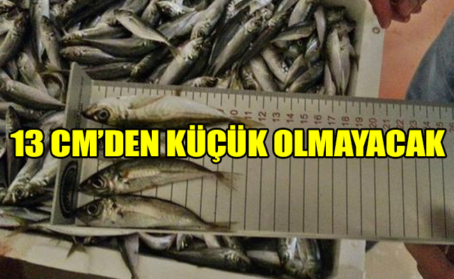 Müdürlük balık halinde 'balık boyu' operasyonu düzenledi