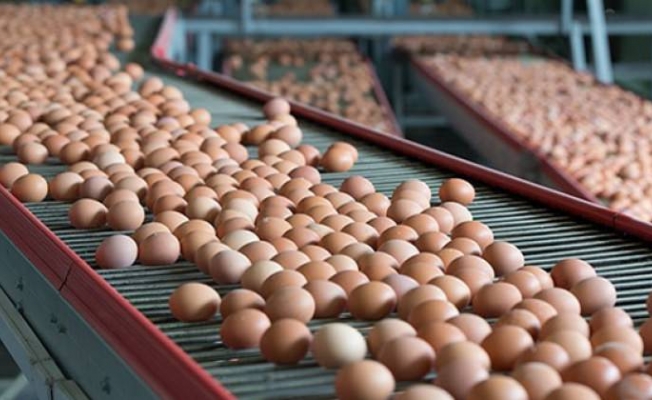 Tarım Bakanlığı’ndan flaş ‘Zehirli yumurta’ açıklaması!