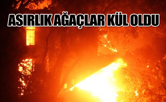 Türkiye seferber oldu! Muğla'da  yangın kontrol altına alınamıyor..