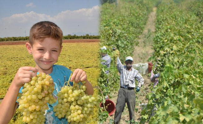 İngilizler 5 çayında Türk kuru üzümü tüketiyor