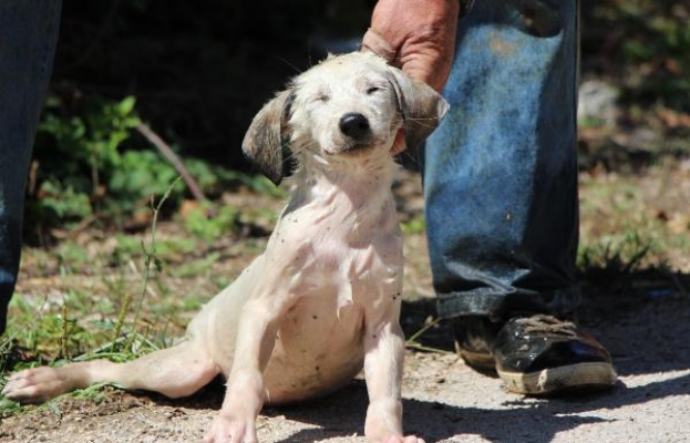 Kuyuda mahsur kalan yavru köpeği itfaiye kurtardı
