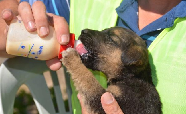 Belediye annelerinin terk ettiği köpeklere sahip çıktı