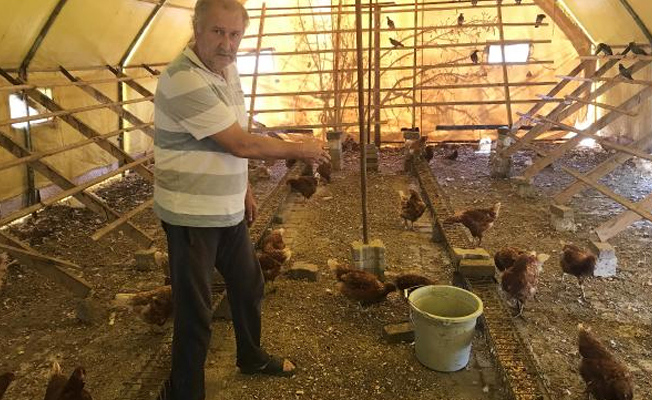 10 kez çiftliğe girip 500 tavuk çaldılar