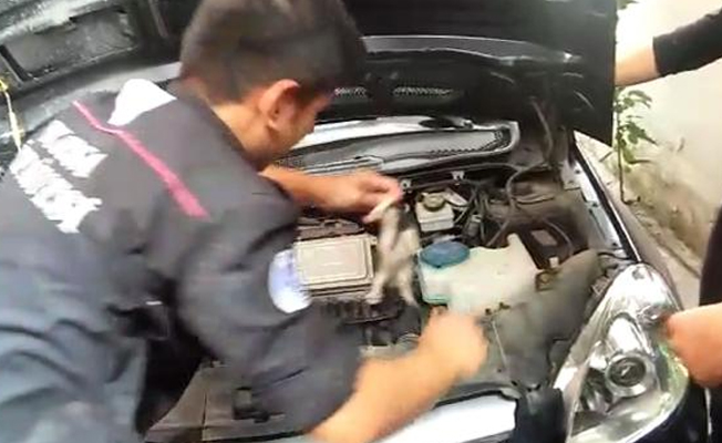 Aracın motoruna sıkışan yavru kediler kurtarıldı