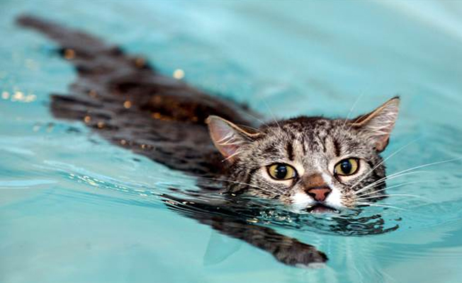 60 yaşındaki kadın, kedi beslediği için gözaltına alındı!