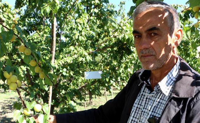 Erzincan'da yeni bir kayısı çeşidi üretildi!