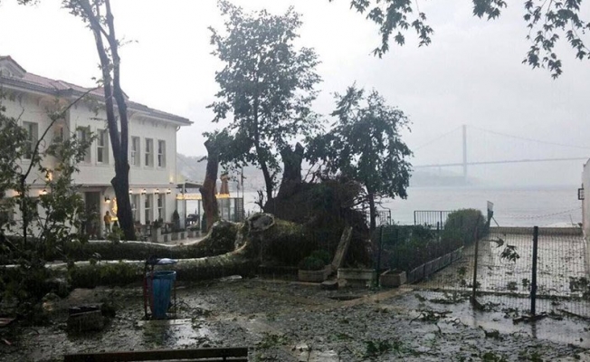 Çengelköy’deki tarihi çınar iyileşiyor