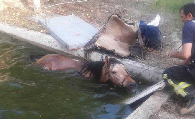 Havuza düşen atı, itfaiye kurtardı