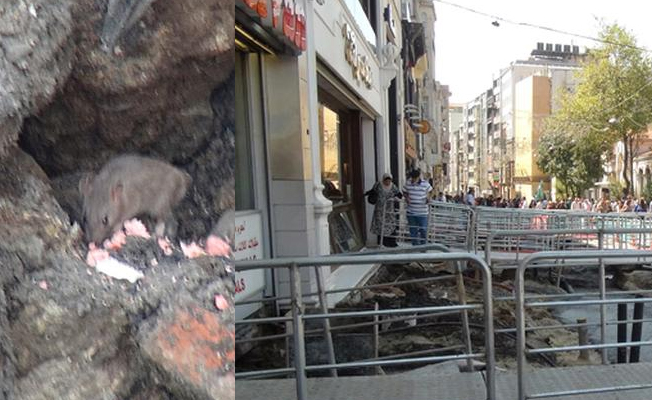 İstiklal Caddesi'ni fareler sardı, görenler şok oldu!