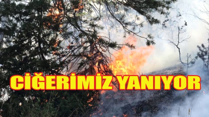 Sarıkamış'taki orman yangın söndürülemiyor!