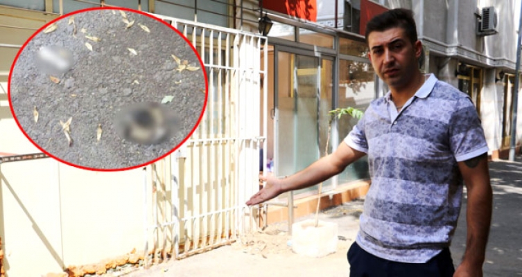 Parçalanmış kedi cesedini gören mahalleli tedirgin!