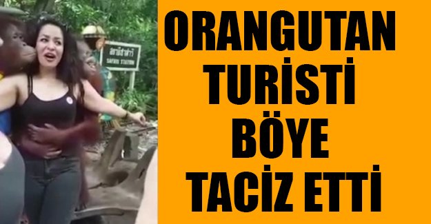 Orangutan turisti taciz etti