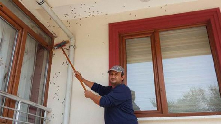 Tırtıllar her yeri sardı: Valilik tüm kurumlarla toplantı yaptı