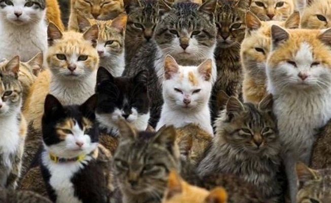 Kedi tırmalamasının ereksiyonu engellediği ortaya çıktı