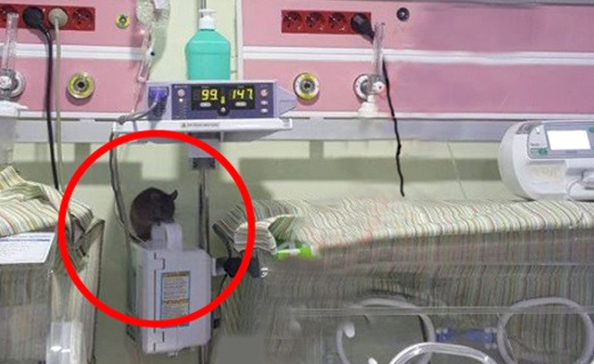 Sağlık Bakanlığı yeni doğan servisindeki fare skandalına ilişkin soruşturma başlattı