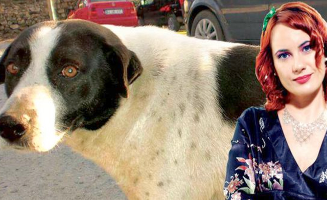 'Çıtır' köpeği yuvasından eden akademisyen, istifa etti!