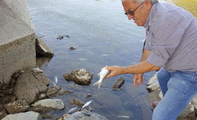 Sakarya Nehri'nde çok sayıda balık telef oldu!