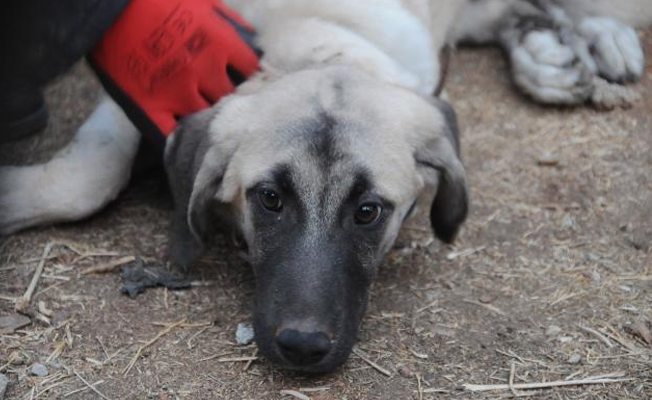 Gaziantep'te vahşet: Kemerle işkence ettikleri köpeği 20 metre yükseklikten attılar