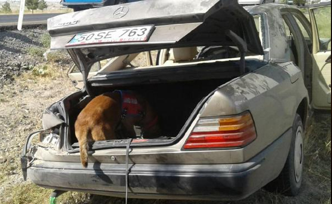 Kazada kopan kulağı, arama- kurtarma köpeği buldu