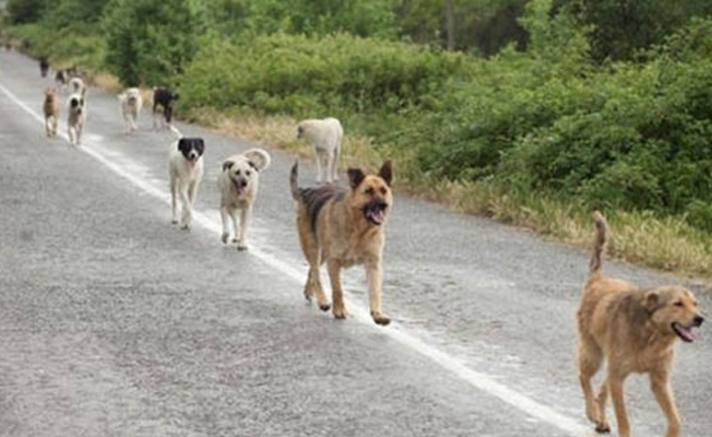 Oxford profesörünü Yunanistan'da sokak köpekleri yedi
