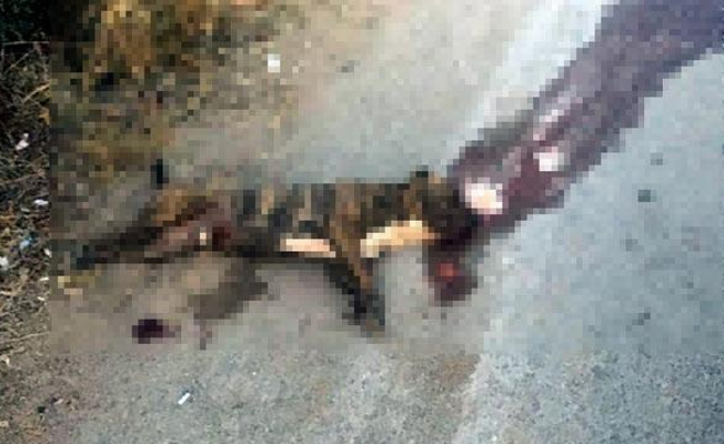 Atına saldıran köpeği otomobili ile ezdi!
