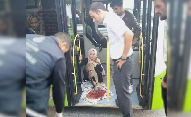 Köpeğe çarpan otobüs şoföründen duygulandıran hareket
