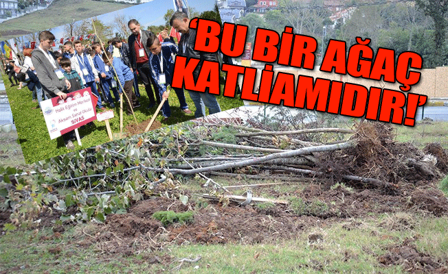 İBB, çocukların diktiği 'barış' fidanlarını kesti!