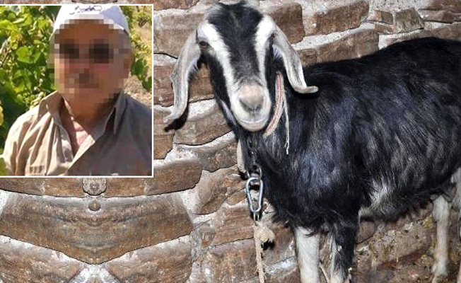 Keçiye tecavüz eden 66 yaşındaki sapık vatandaş yakalandı!