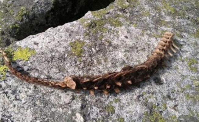 Yaylacıları korkutan manzara: 90 cm boyunda...
