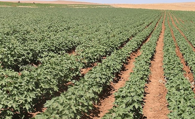 Suruç Ovası'nda sulama durduruluyor!