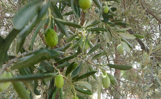 Zeytin üreticisi yağış bekliyor