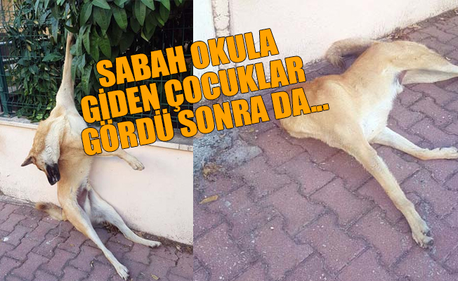Antalya'da köpeklerin boyunlarını kırdılar, patilerini duvara çivilediler!