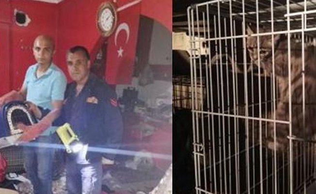 Savcılık izniyle kedi kurtarma operasyonu
