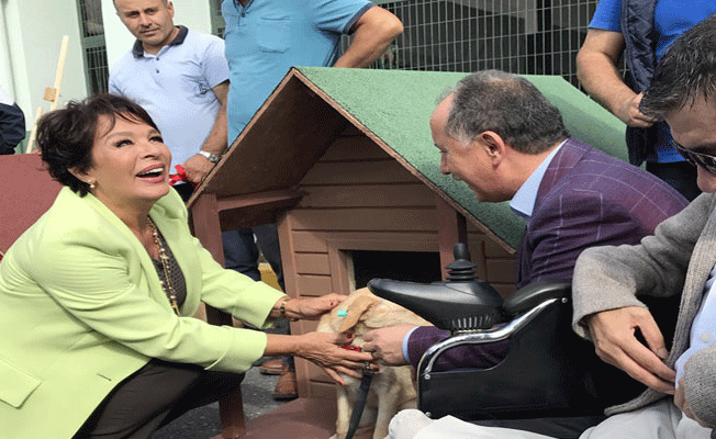 Hülya Koçyiğit sokak hayvanları için kulübe tasarladı