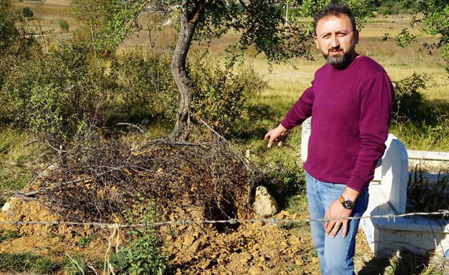 Ceset yiyen ayı yeniden ortaya çıktı!