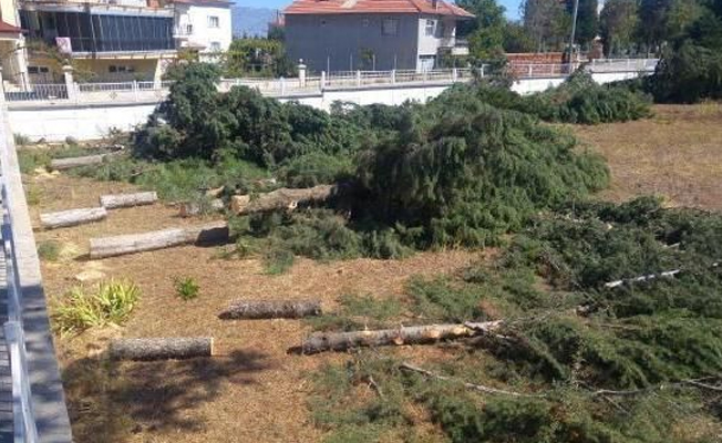 Meteorolojik ölçümleri daha iyi yapmak için ağaçları kestiler!