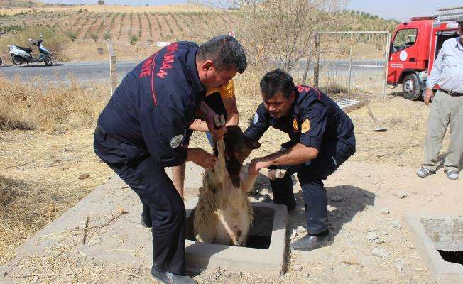 Köpeklerden kaçan 38 koyun kuyuya düştü!