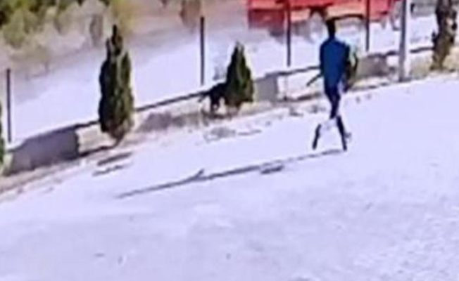 Güvercinlerini yediğini öne sürdüğü köpeği, av tüfeğiyle vuran saldırgan yakalandı