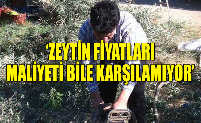 Vatandaş zeytin fiyatlarına tepkisini ağaçlarını keserek gösterdi