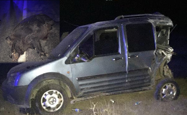Bingöl'de yola çıkan domuzlar, kazaya yol açtı: 8 yaralı