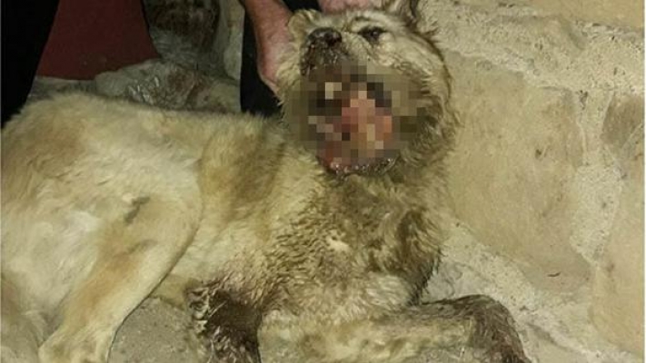 Amasya'da korkunç olay: Köpeğin çenesini keserle parçaladılar!