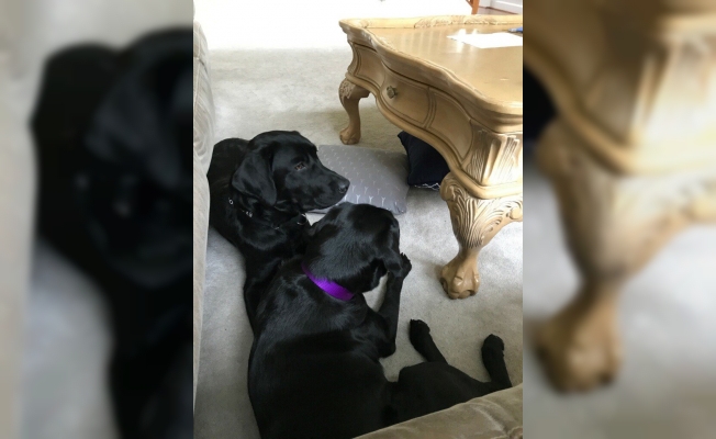 CIA, köpek Lulu'yu 'işten çıkardı'