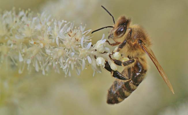 Kanatlı böceklerin sayısı yüzde 75 düştü