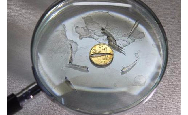 Türk bilim insanları 'nano balık'ı keşfetti