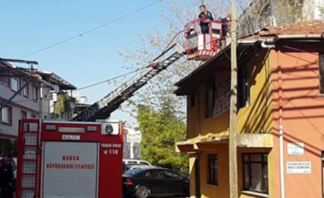 Fransa'dan yapılan ihbarla Bursa'daki kediler kurtarıldı